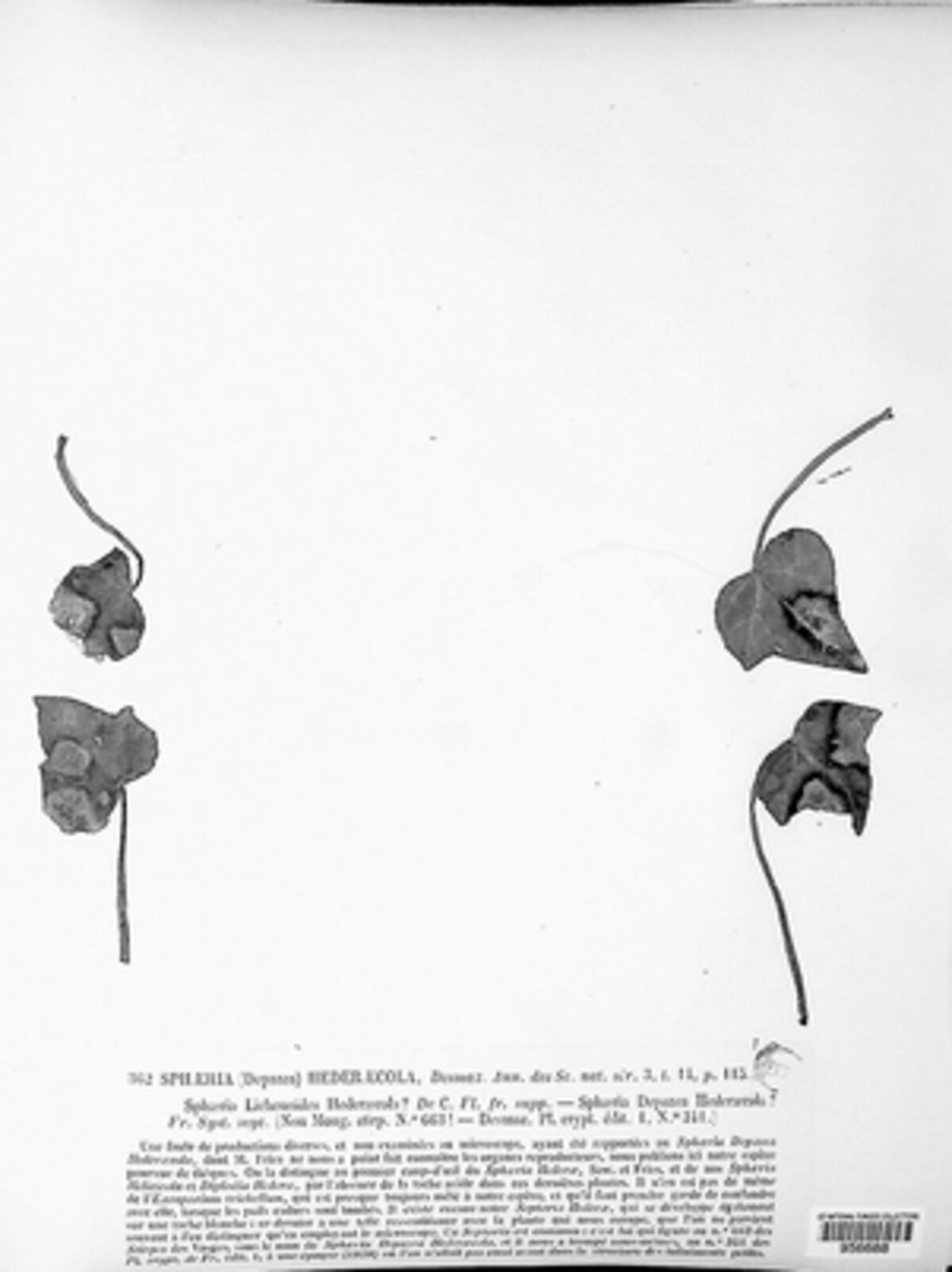 Sphaeria hederaecola image